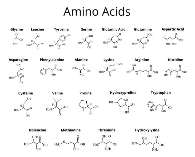 alla aminosyrorna